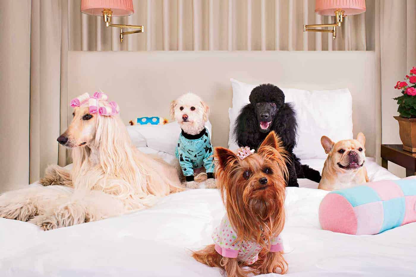 Friends for pets. Гостиница для собак. Pet friendly отель. Luxury Dog. Hotel for Dogs 2009.