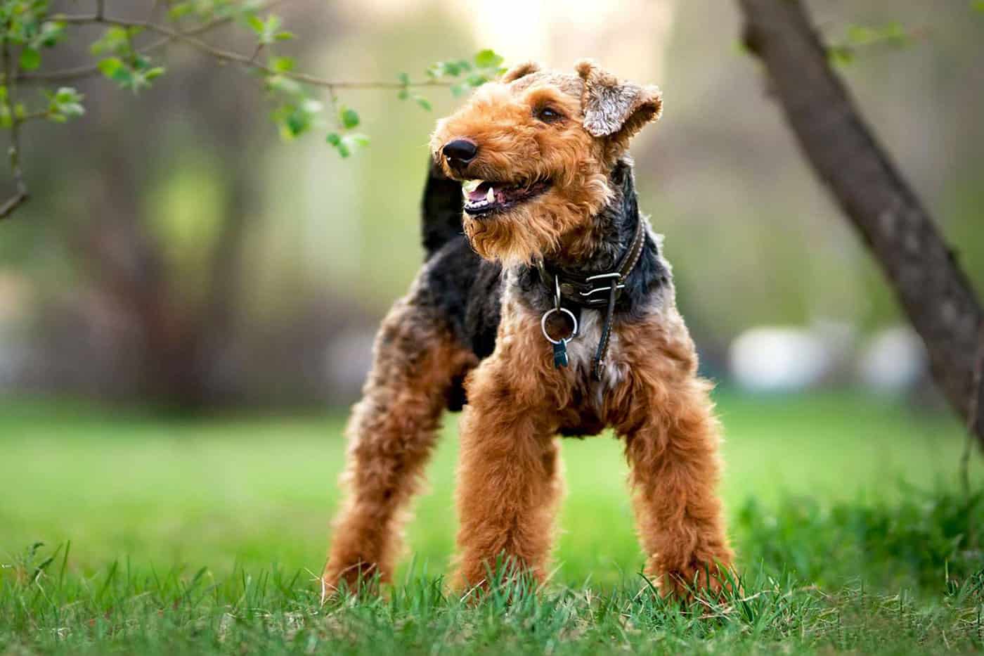 Allaboutpets Gr   Welsh Terrier 